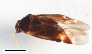  ( - ZFMK-TIS-10871)  @11 [ ] CreativeCommons  Attribution Share-Alike (by-sa) 640 (2014) Unspecified Zoologisches Forschungsmuseum Alexander Koenig