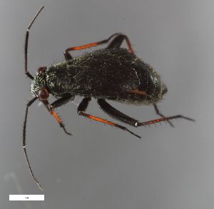  ( - ZFMK-TIS-11792)  @11 [ ] CreativeCommons  Attribution Share-Alike (by-sa) 640 (2013) Unspecified Zoologisches Forschungsmuseum Alexander Koenig