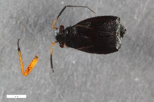  ( - ZFMK-TIS-2151)  @11 [ ] CreativeCommons  Attribution Share-Alike (by-sa) 640 (2014) Unspecified Zoologisches Forschungsmuseum Alexander Koenig