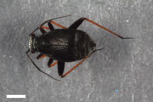  ( - ZFMK-TIS-2513419)  @11 [ ] CreativeCommons  Attribution Share-Alike (by-sa) 640 (2014) Unspecified Zoologisches Forschungsmuseum Alexander Koenig