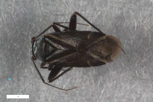  ( - ZFMK-TIS-2513452)  @11 [ ] CreativeCommons  Attribution Share-Alike (by-sa) 640 (2014) Unspecified Zoologisches Forschungsmuseum Alexander Koenig