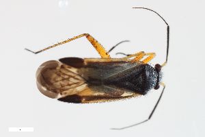  ( - ZFMK-TIS-2536402)  @11 [ ] CreativeCommons  Attribution Share-Alike (by-sa) 640 (2014) Unspecified Zoologisches Forschungsmuseum Alexander Koenig