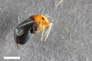  ( - ZFMK-TIS-2541660)  @11 [ ] CreativeCommons  Attribution Share-Alike (by-sa) 640 (2015) Unspecified Zoologisches Forschungsmuseum Alexander Koenig