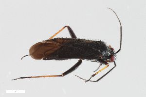  ( - ZFMK-TIS-2543436)  @11 [ ] CreativeCommons  Attribution Share-Alike (by-sa) 640 (2014) Unspecified Zoologisches Forschungsmuseum Alexander Koenig