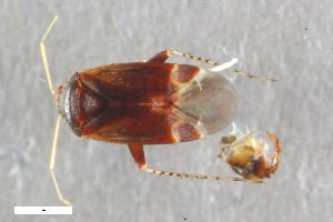  ( - ZFMK-TIS-2550965)  @11 [ ] CreativeCommons  Attribution Share-Alike (by-sa) 640 (2016) Unspecified Zoologisches Forschungsmuseum Alexander Koenig