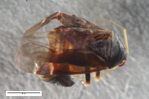  ( - ZFMK-TIS-2551024)  @11 [ ] CreativeCommons  Attribution Share-Alike (by-sa) 640 (2016) Unspecified Zoologisches Forschungsmuseum Alexander Koenig