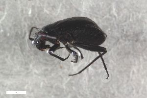  ( - ZFMK-TIS-2552471)  @11 [ ] CreativeCommons  Attribution Share-Alike (by-sa) 640 (2015) Unspecified Zoologisches Forschungsmuseum Alexander Koenig