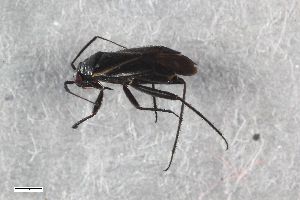  ( - ZFMK-TIS-2552518)  @11 [ ] CreativeCommons  Attribution Share-Alike (by-sa) 640 (2015) Unspecified Zoologisches Forschungsmuseum Alexander Koenig