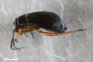  ( - ZFMK-TIS-2558756)  @11 [ ] CreativeCommons  Attribution Share-Alike (by-sa) 640 (2015) Unspecified Zoologisches Forschungsmuseum Alexander Koenig