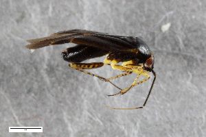  ( - ZFMK-TIS-2560518)  @11 [ ] CreativeCommons  Attribution Share-Alike (by-sa) 640 (2015) Unspecified Zoologisches Forschungsmuseum Alexander Koenig