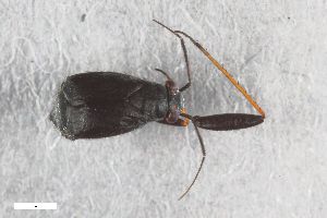  ( - ZFMK-TIS-2564935)  @11 [ ] CreativeCommons  Attribution Share-Alike (by-sa) 640 (2016) Unspecified Zoologisches Forschungsmuseum Alexander Koenig