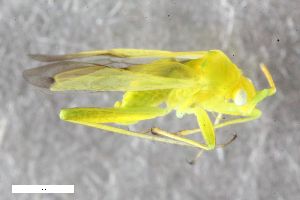  (Eurycolpus - ZFMK-TIS-2565008)  @11 [ ] CreativeCommons  Attribution Share-Alike (by-sa) 640 (2016) Unspecified Zoologisches Forschungsmuseum Alexander Koenig