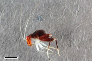  ( - ZFMK-TIS-2572809)  @11 [ ] CreativeCommons  Attribution Share-Alike (by-sa) 640 (2016) Unspecified Zoologisches Forschungsmuseum Alexander Koenig