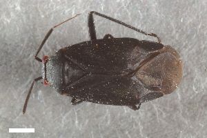  ( - ZFMK-TIS-2578070)  @11 [ ] CreativeCommons  Attribution Share-Alike (by-sa) 640 (2017) Unspecified Zoologisches Forschungsmuseum Alexander Koenig