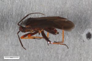  ( - ZFMK-TIS-2578948)  @11 [ ] CreativeCommons  Attribution Share-Alike (by-sa) 640 (2017) Unspecified Zoologisches Forschungsmuseum Alexander Koenig