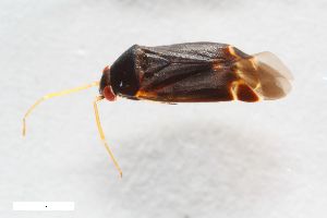  ( - ZFMK-TIS-7528)  @11 [ ] CreativeCommons  Attribution Share-Alike (by-sa) 640 (2013) Unspecified Zoologisches Forschungsmuseum Alexander Koenig