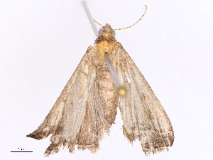  ( - CBG-B10273-E01)  @11 [ ] CreativeCommons - Attribution Share - Alike (2026) CBG Photography Group Centre for Biodiversity Genomics