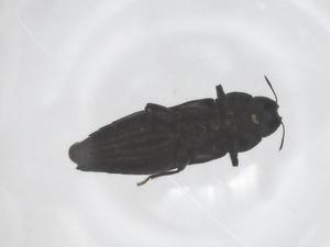  ( - CBG-B10329-F05)  @11 [ ] CreativeCommons - Attribution Share - Alike (2025) Centre for Biodiversity Genomics Centre for Biodiversity Genomics