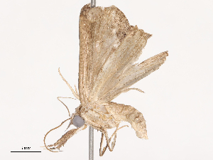  ( - CBG-B17285-F01)  @11 [ ] CreativeCommons - Attribution Share - Alike (2025) CBG Photography Group Centre for Biodiversity Genomics