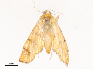  ( - CBG-B17285-G02)  @11 [ ] CreativeCommons - Attribution Share - Alike (2025) CBG Photography Group Centre for Biodiversity Genomics