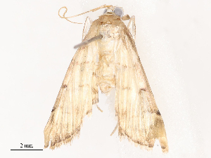  ( - CBG-B17285-H01)  @11 [ ] CreativeCommons - Attribution Share - Alike (2025) CBG Photography Group Centre for Biodiversity Genomics