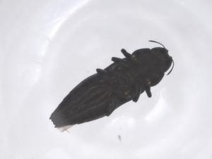  ( - CBG-B17880-F12)  @11 [ ] CreativeCommons - Attribution Share - Alike (2025) Centre for Biodiversity Genomics Centre for Biodiversity Genomics