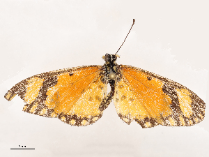  ( - CBG-B19172-B07)  @11 [ ] CreativeCommons - Attribution Share - Alike (2025) CBG Photography Group Centre for Biodiversity Genomics
