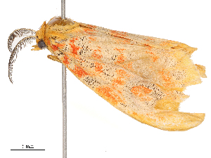  (Euproctoides - CBG-B19172-C11)  @11 [ ] CreativeCommons - Attribution Share - Alike (2025) CBG Photography Group Centre for Biodiversity Genomics
