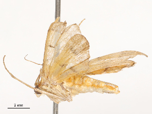  ( - CBG-B19172-D12)  @11 [ ] CreativeCommons - Attribution Share - Alike (2025) CBG Photography Group Centre for Biodiversity Genomics