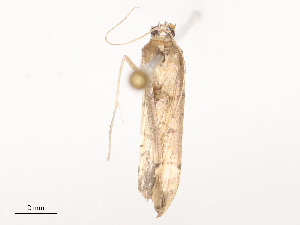  ( - CBG-B19172-H06)  @11 [ ] CreativeCommons - Attribution Share - Alike (2025) CBG Photography Group Centre for Biodiversity Genomics