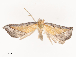  ( - CBG-B19175-G02)  @11 [ ] CreativeCommons - Attribution Share - Alike (2025) CBG Photography Group Centre for Biodiversity Genomics