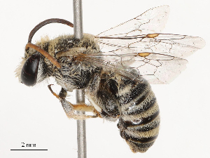  ( - CBG-B19178-D01)  @11 [ ] CreativeCommons - Attribution Share - Alike (2025) CBG Photography Group Centre for Biodiversity Genomics