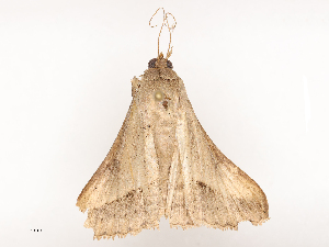  ( - CBG-B20284-H03)  @11 [ ] CreativeCommons - Attribution Share - Alike (2025) CBG Photography Group Centre for Biodiversity Genomics