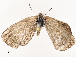  ( - CBG-B20286-F06)  @11 [ ] CreativeCommons - Attribution Share - Alike (2025) CBG Photography Group Centre for Biodiversity Genomics