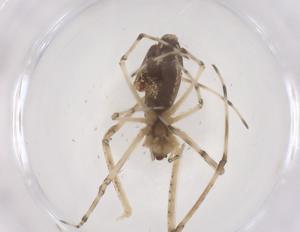  ( - CBG-B20383-C03)  @11 [ ] CreativeCommons - Attribution Share - Alike (2025) Centre for Biodiversity Genomics Centre for Biodiversity Genomics