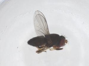  ( - CBG-B21010-F03)  @11 [ ] CreativeCommons - Attribution Share - Alike (2025) Centre for Biodiversity Genomics Centre for Biodiversity Genomics