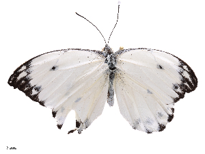  ( - CBG-B21225-A09)  @11 [ ] CreativeCommons - Attribution Share - Alike (2025) CBG Photography Group Centre for Biodiversity Genomics