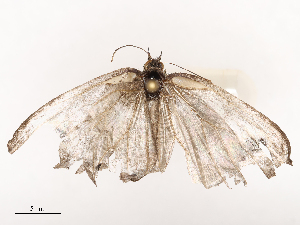  ( - CBG-B21228-A02)  @11 [ ] CreativeCommons - Attribution Share - Alike (2025) CBG Photography Group Centre for Biodiversity Genomics