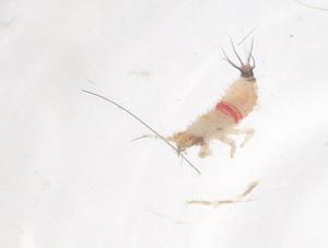  ( - CBG-B23276-H07)  @11 [ ] CreativeCommons - Attribution Share - Alike (2025) Centre for Biodiversity Genomics Centre for Biodiversity Genomics