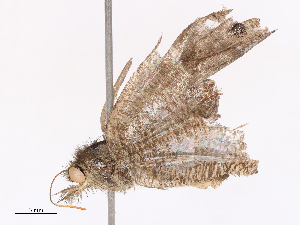  ( - CBG-B10284-B09)  @11 [ ] CreativeCommons - Attribution Share - Alike (2026) CBG Photography Group Centre for Biodiversity Genomics