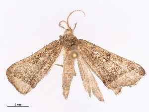  ( - CBG-B10284-C01)  @11 [ ] CreativeCommons - Attribution Share - Alike (2026) CBG Photography Group Centre for Biodiversity Genomics