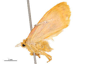  (Afrasura discocellularis - CBG-B14794-D11)  @11 [ ] CreativeCommons - Attribution Share - Alike (2025) CBG Photography Group Centre for Biodiversity Genomics