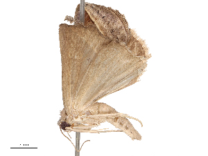  ( - CBG-B17287-D11)  @11 [ ] CreativeCommons - Attribution Share - Alike (2025) CBG Photography Group Centre for Biodiversity Genomics