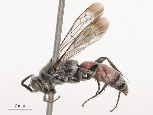  ( - CBG-B17287-E01)  @11 [ ] CreativeCommons - Attribution Share - Alike (2025) CBG Photography Group Centre for Biodiversity Genomics