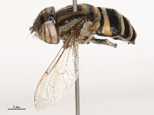  ( - CBG-B17287-E03)  @11 [ ] CreativeCommons - Attribution Share - Alike (2025) CBG Photography Group Centre for Biodiversity Genomics