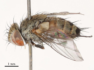  ( - CBG-B19177-G12)  @11 [ ] CreativeCommons - Attribution Share - Alike (2025) CBG Photography Group Centre for Biodiversity Genomics