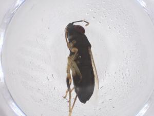  (Geocoris lineolus - CBG-B19203-E11)  @11 [ ] CreativeCommons - Attribution Share - Alike (2025) Centre for Biodiversity Genomics Centre for Biodiversity Genomics