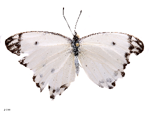  ( - CBG-B20281-E07)  @11 [ ] CreativeCommons - Attribution Share - Alike (2025) CBG Photography Group Centre for Biodiversity Genomics