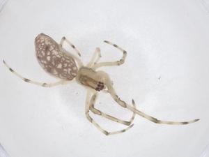  ( - CBG-B21035-C06)  @11 [ ] CreativeCommons - Attribution Share - Alike (2025) Centre for Biodiversity Genomics Centre for Biodiversity Genomics