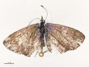  ( - CBG-B21229-D09)  @11 [ ] CreativeCommons - Attribution Share - Alike (2025) CBG Photography Group Centre for Biodiversity Genomics